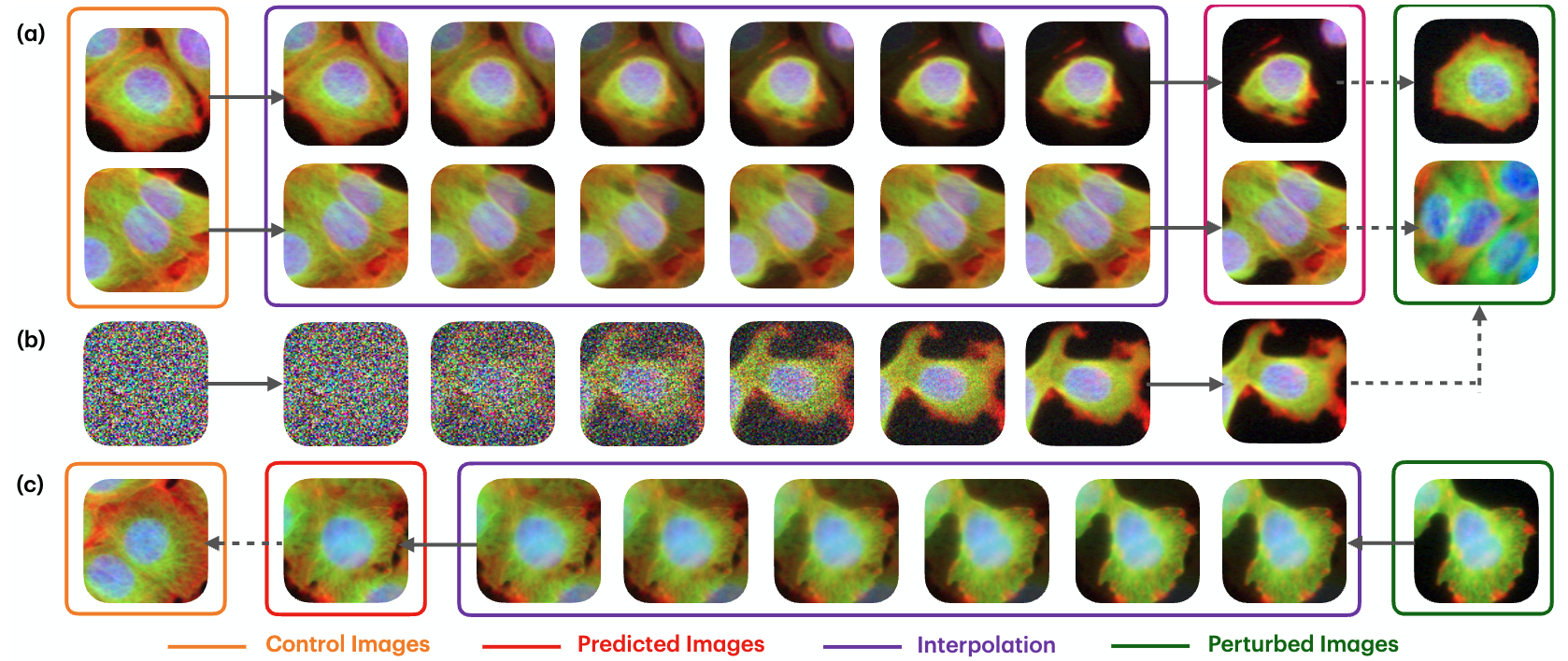 Continuous Interpolation Capabilities